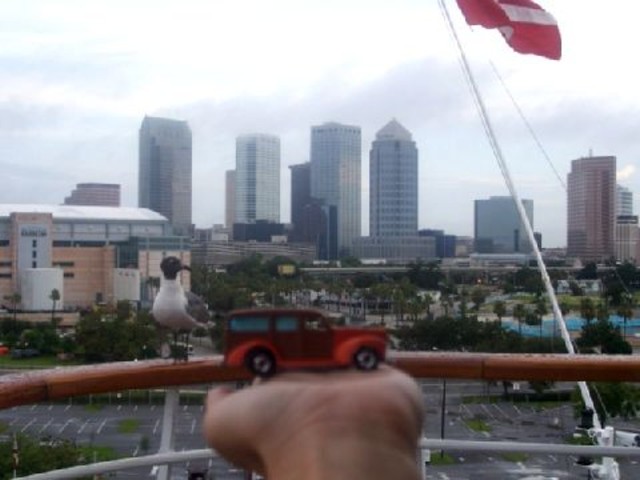 Tampa_bird