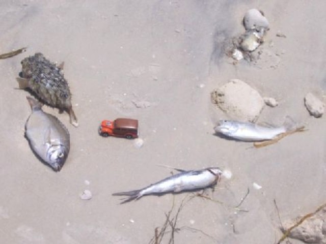 four_dead_fishes