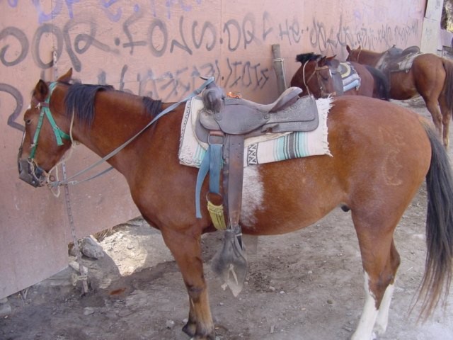 Woodie goes for a horseback ride in Mexico