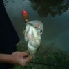 66 Woodie got so excited when he caught a fish that he fell in